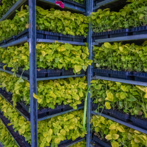 Vertical Farming